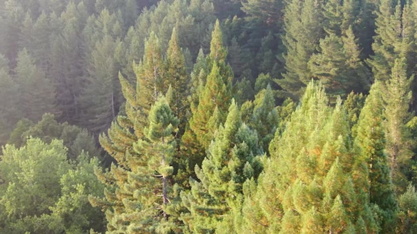 Clip 13 - The Redwoods